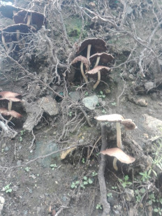 Гриб из Иркутск