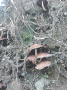 Гриб из Иркутск