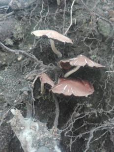 Гриб из Иркутск