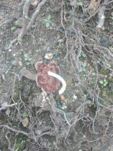 Гриб из Иркутск