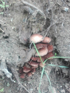 Гриб из Иркутск