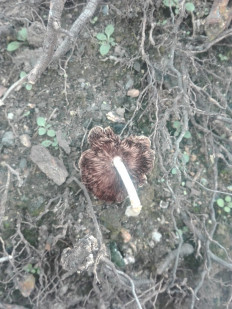 Гриб из Иркутск