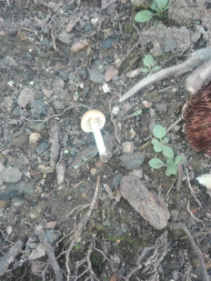 Гриб из Иркутск