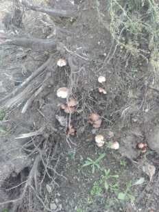 Гриб из Иркутск