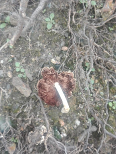 Гриб из Иркутск