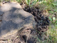 Гриб из Москва