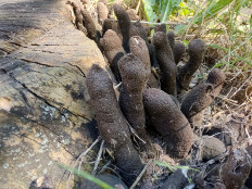 Гриб из Москва