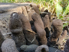 Гриб из Москва