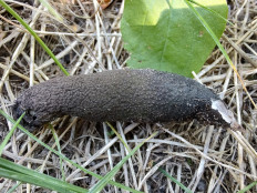 Гриб из Москва