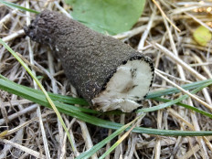 Гриб из Москва