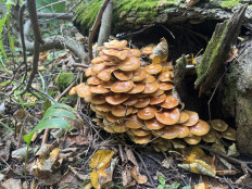 Опёнок летний