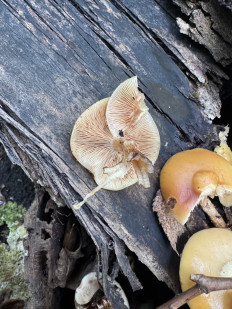 Опёнок летний