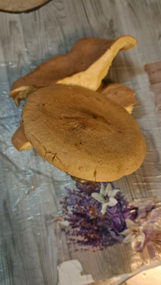 Гриб из Тамбовская область