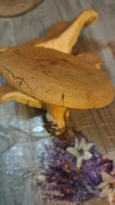 Гриб из Тамбовская область