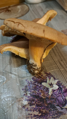 Гриб из Тамбовская область