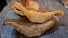 Гриб из Тамбовская область