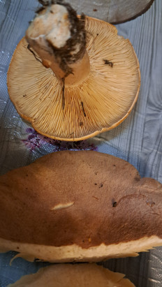 Гриб из Тамбовская область