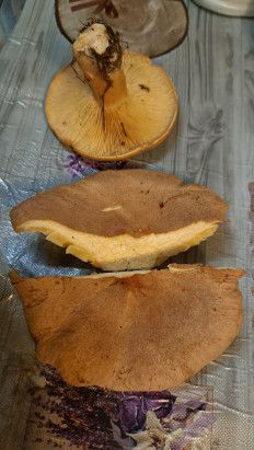 Гриб из Тамбовская область