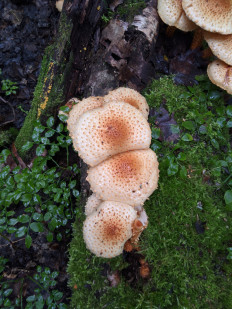 Гриб из Владимир