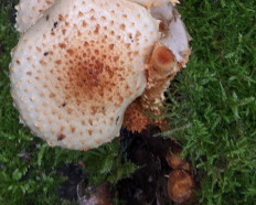 Гриб из Владимир