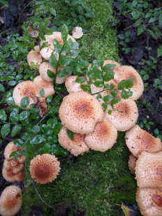 Гриб из Владимир