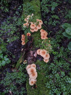 Гриб из Владимир