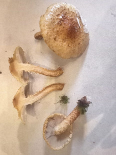 Гриб из Владимир