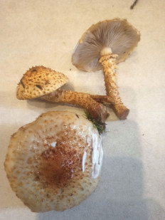 Гриб из Владимир