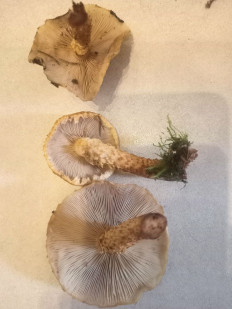 Гриб из Владимир