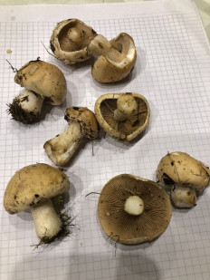 Гриб из Москва, Покровский бульвар, 5