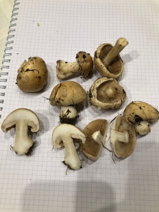 Гриб из Москва, Покровский бульвар, 5