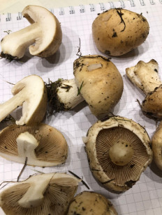 Гриб из Москва, Покровский бульвар, 5