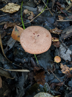 Гриб из Владимир