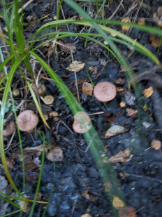 Гриб из Владимир