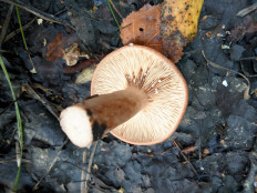 Гриб из Владимир