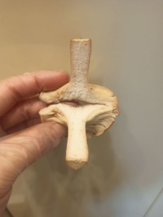 Гриб из Владимир