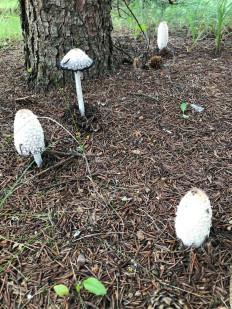 Coprinus comatus - Навозник белый