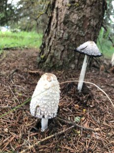 Coprinus comatus - Навозник белый