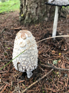 Coprinus comatus - Навозник белый