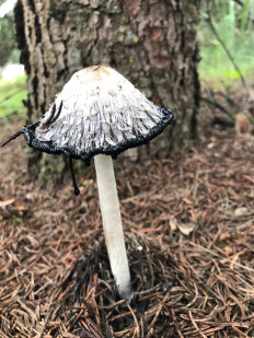 Coprinus comatus - Навозник белый