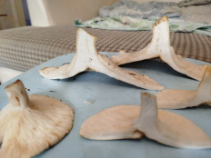 Гриб из Самарская обл