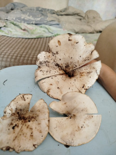 Гриб из Самарская обл