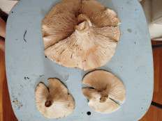 Гриб из Самарская обл