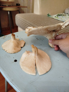 Гриб из Самарская обл