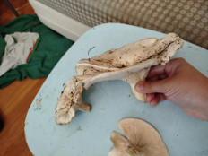 Гриб из Самарская обл