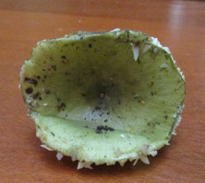 Гриб из Санкт-Петербург