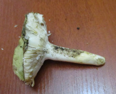 Гриб из Санкт-Петербург