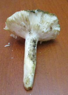 Гриб из Санкт-Петербург