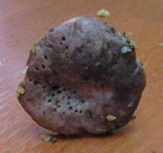 Гриб из Санкт-Петербург