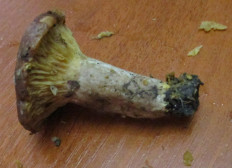 Гриб из Санкт-Петербург